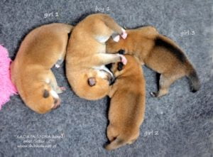 Szczeniaki shiba inu - miot"C"