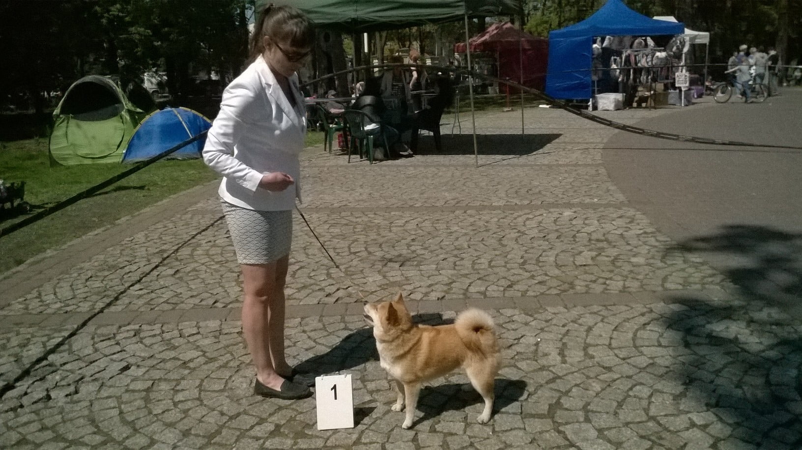 Krajowa wystawa psów grupy 5 i 9 w Mińsku Mazowieckim