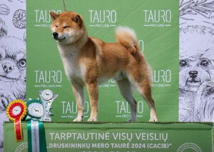 reproduktor shiba inu Wolf tata miotu X